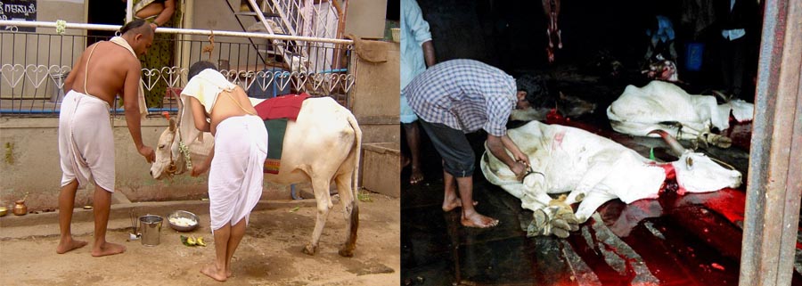 Holy cow, not so holy in India