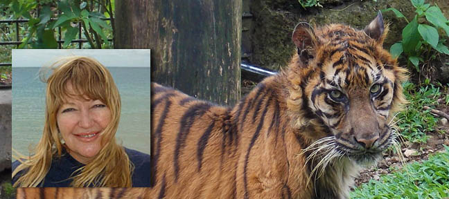 Sybelle Foxcroft - Remembering Melani a gentle loving tiger Live Encounters Magazine October 2014