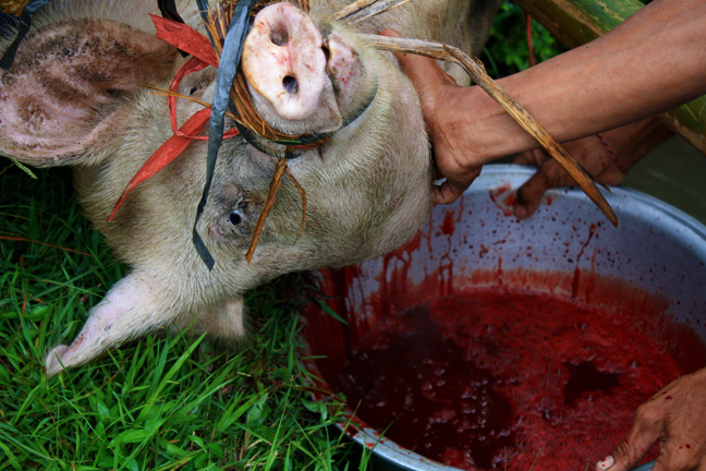 Pig being slaughtered in Bali. Photograph by Mark Ulyseas 