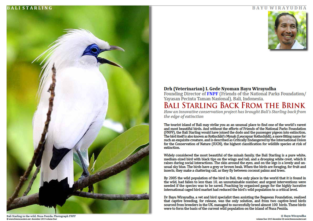 Live Encounters Magazine Dr Bayu Wirayudha – Bali Starling Back from the Brink Page Volume 4 December 2015 Page 01 