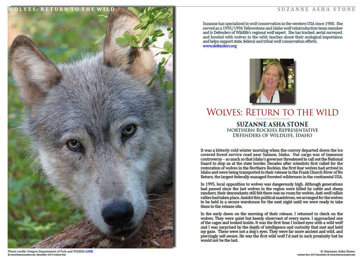 Live Encounters Suzanne Asha Stone Wolves return to the Wild Volume Four December 2015 Page 01