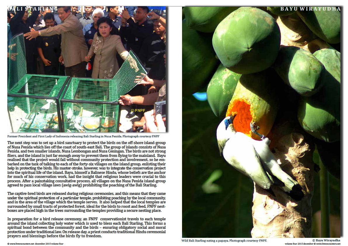 Live Encounters Magazine Dr Bayu Wirayudha – Bali Starling Back from the Brink Page Volume 4 December 2015  Page 02