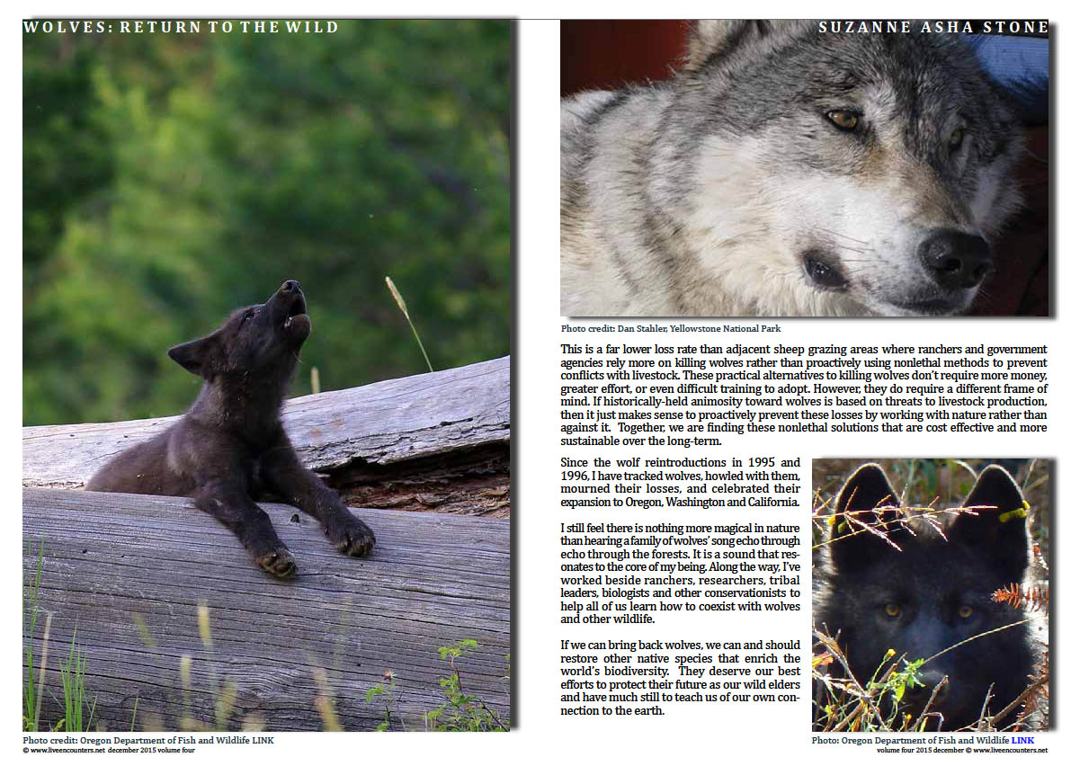 Live Encounters Suzanne Asha Stone Wolves return to the Wild Volume Four December 2015 Page 04 