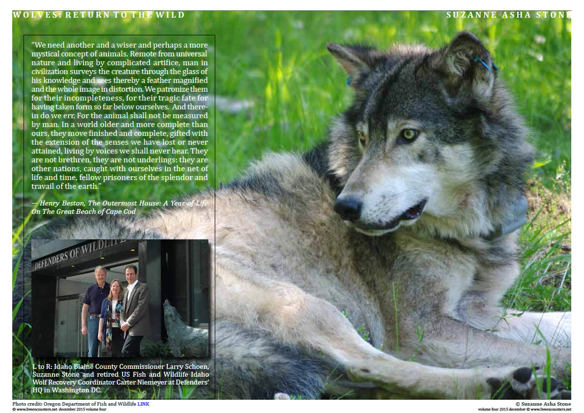 Live Encounters Suzanne Asha Stone Wolves return to the Wild Volume Four December 2015 Page 05 