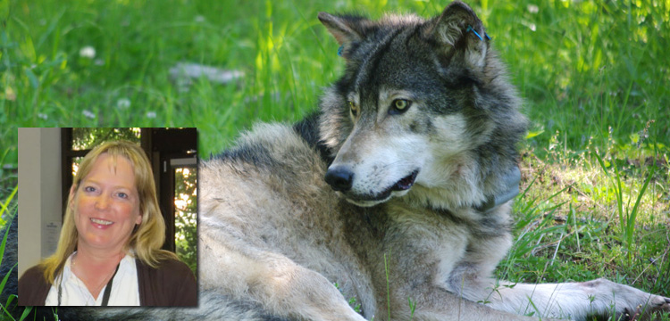 Live Encounters Suzanne Asha Stone Wolves return to the Wild Volume Four December 2015