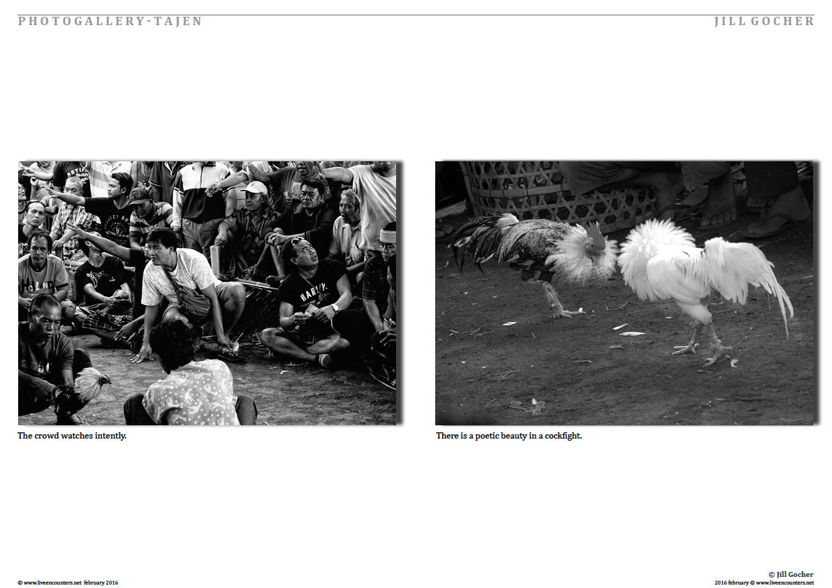 Page three Tajen - The Clandestine Cockfight - Bali’s other sport, Photo feature by Jill Gocher Live Encounters Magazine February 2016