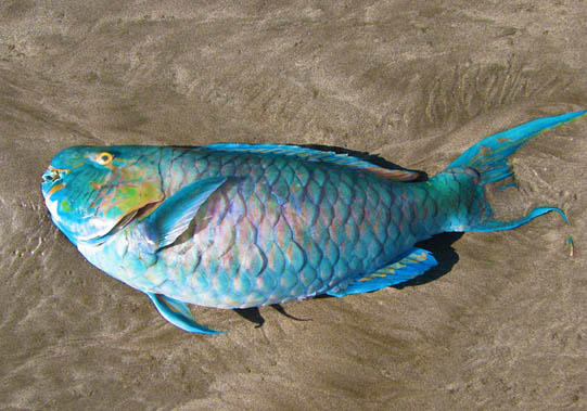 Queen Parrot fish that was caught in a fisherman’s net, discarded on the beach. Bali, Indonesia © Mark Ulyseas