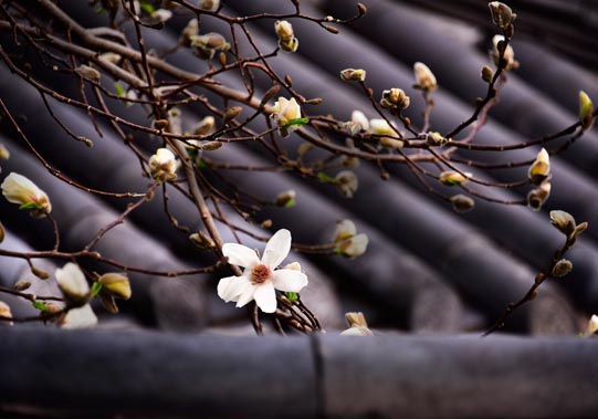 Magnolia © Mikyoung Cha