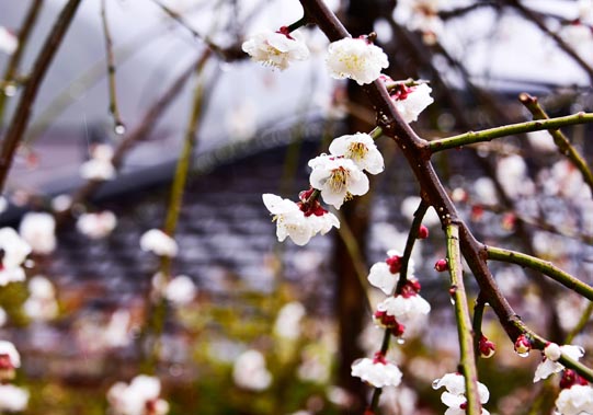White Apricot blossoms. © Mikyoung Cha