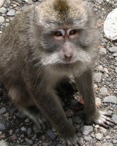 Monkey, Bedugul, Bali, Indonesia © Mark Ulyseas