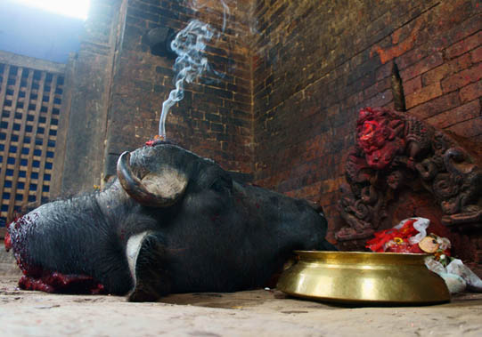 05. Head of buffalo offered to the Goddess. © Joo Peter