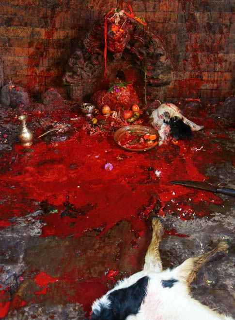 04. Goat slaughtered to appease the Goddess. © Joo Peter