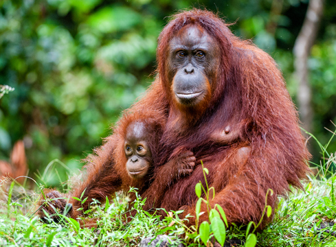 Orangutang_SergeyUryadnikov2_Shutterstock- dr margi prideaux