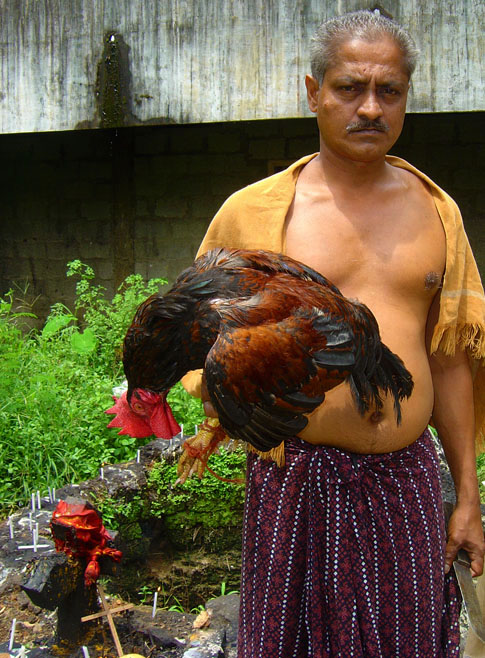 The Master of Ceremonies who resides next to the church. This is the red rooster that I bought to be sacrificed. The other ingredients were spices, local fried snacks, ladoos, a bottle of  brandy, banana leaves, curry leaves, some vegetables, two loaves of sliced bread, pure ghee, candles, incense sticks, matches and a knife.© Mark Ulyseas
