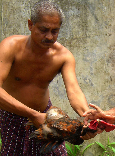 Slitting the throat of the rooster. © Mark Ulyseas