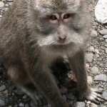 Monkey, Bedugul, Bali, Indonesia © Mark Ulyseas