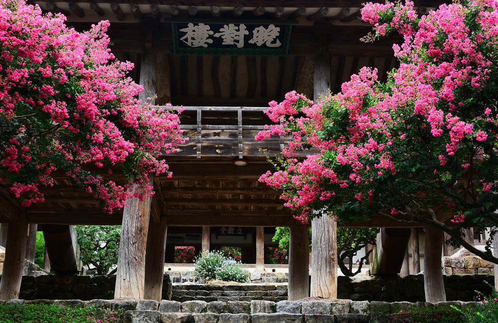 03 Crepe myrtle in full bloom, Byeongsan Seawon in Andong. South Korea. © Mikyoung Cha