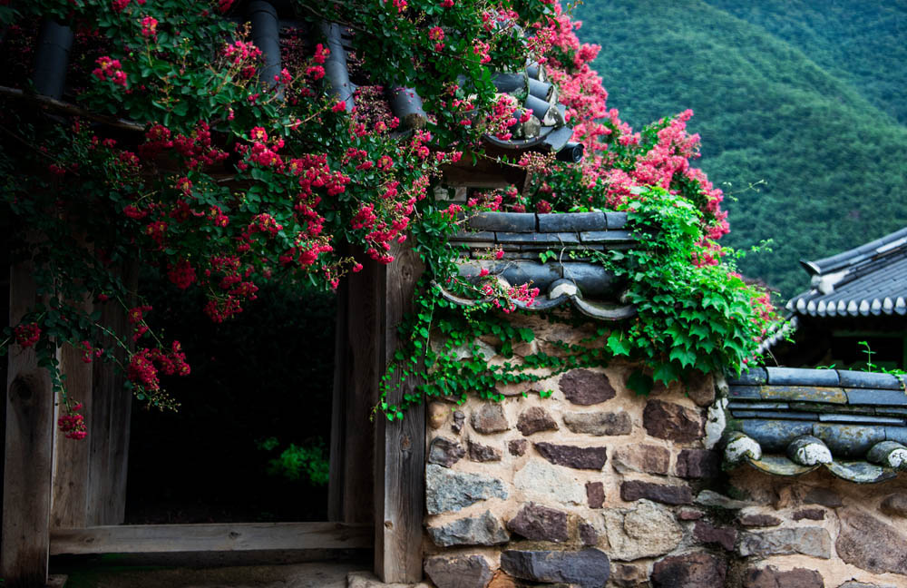 04 Crepe myrtle in full bloom, Byeongsan Seawon in Andong. South Korea. © Mikyoung Cha