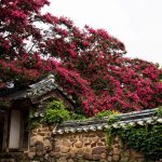 06 Crepe myrtle in full bloom, Byeongsan Seawon in Andong. South Korea. © Mikyoung Cha