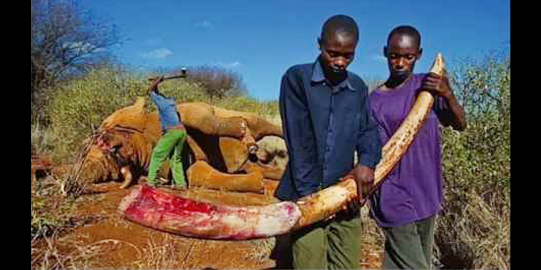 Illegal poaching screenshot youtube