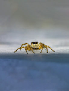 Spider photograph pixabay