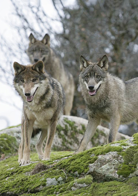 Iberian wolf. Photographer: Juan José González Vega https://commons.wikimedia.org/wiki/