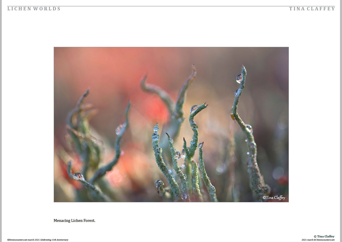 07 Tina Claffey LEMAG March2021