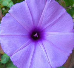 photograph by mark ulyseas