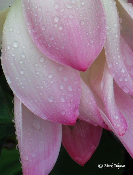 Lotus washed by the rain. Photograph by Mark Ulyseas.