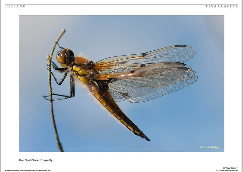 07© Tina Claffey LE Mag June 2019