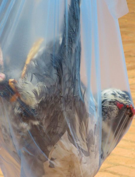 Live duck to slaughter in a plastic bag. Photograph by Mark Ulyseas.