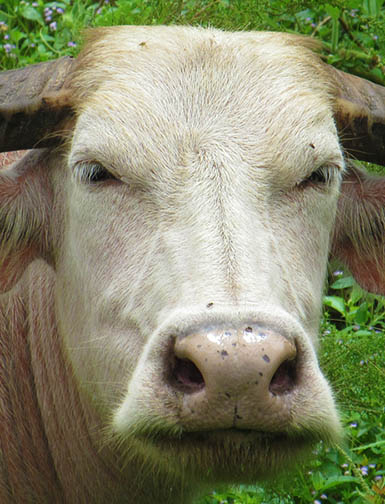 buffalo pic by mark ulyseas