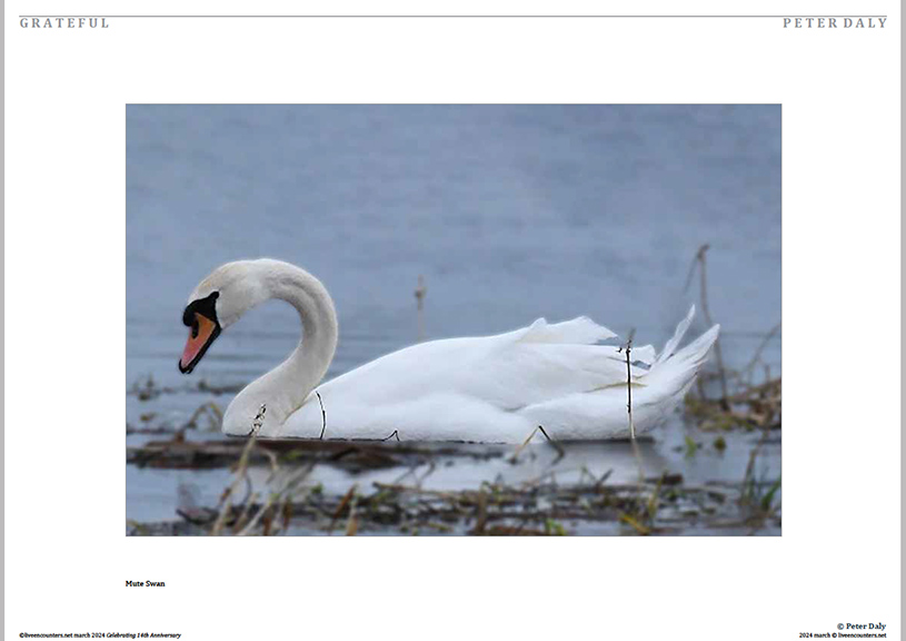 02 Peter Daly LE Mag March 2024