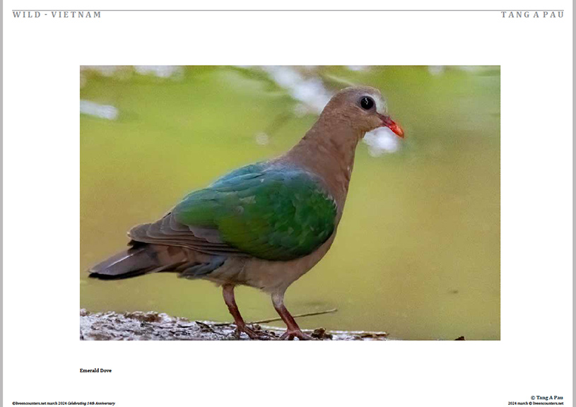 03 Tang Pau LE Mag March 2024