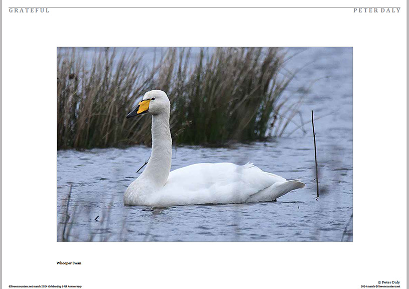 04 Peter Daly LE Mag March 2024