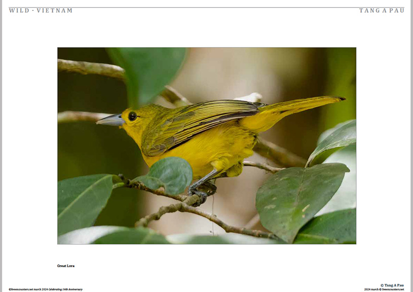 04 Tang Pau LE Mag March 2024