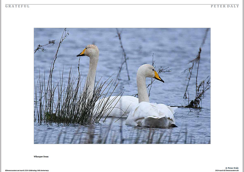 05 Peter Daly LE Mag March 2024