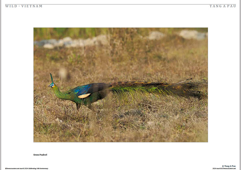 05 Tang Pau LE Mag March 2024