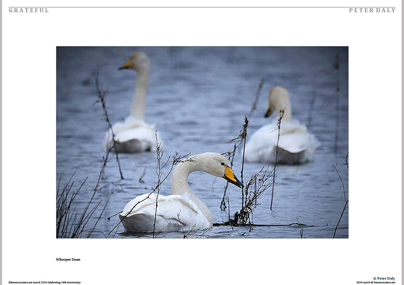 06 Peter Daly LE Mag March 2024