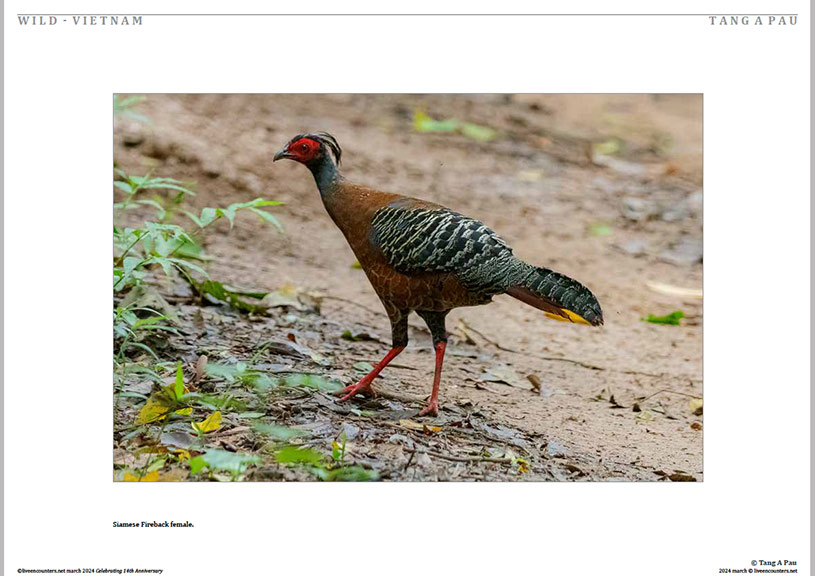 07 Tang Pau LE Mag March 2024