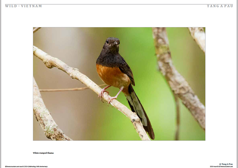 08 Tang Pau LE Mag March 2024