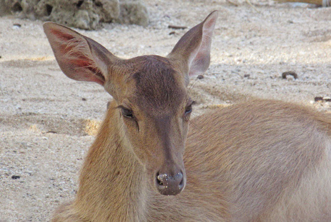 Sambar photograph by Mark Ulyseas