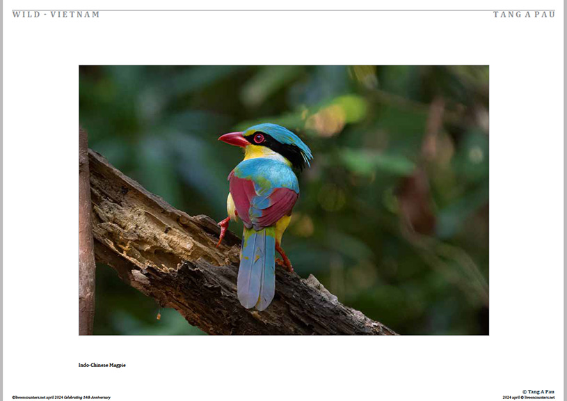 02 Tang Pau LE Mag April 2024