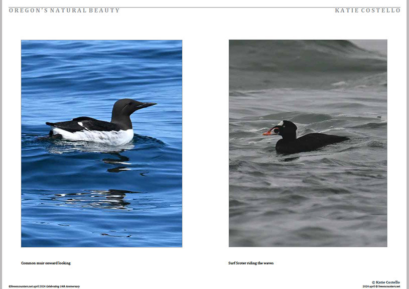 03 Costello LE Mag April 2024