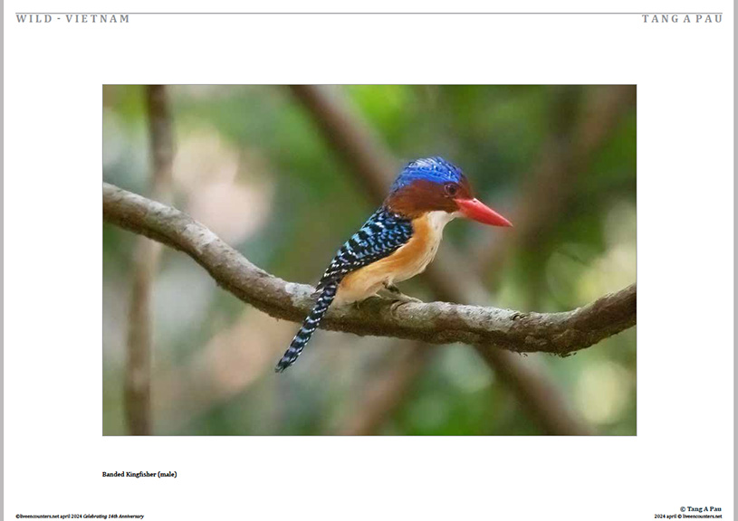 03 Tang Pau LE Mag April 2024