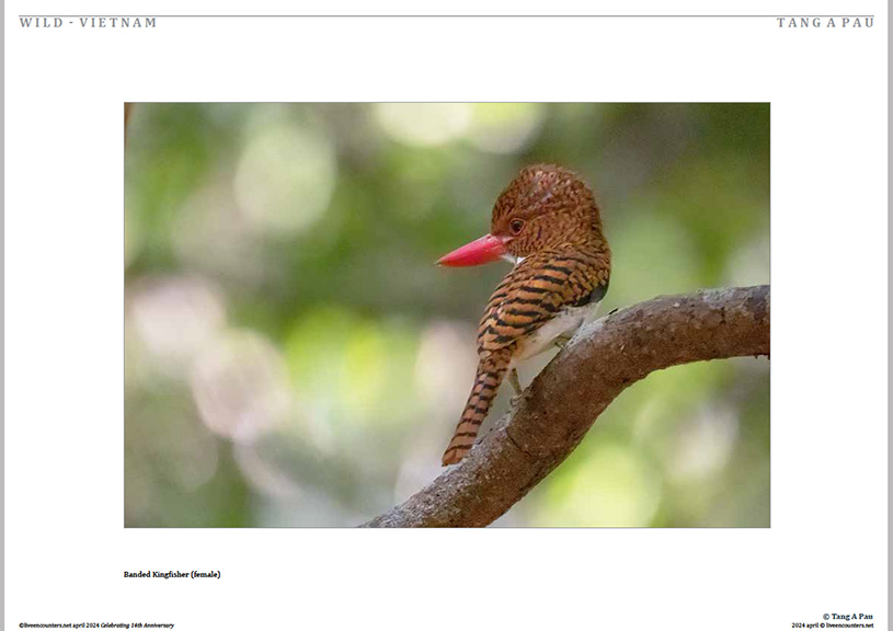 04 Tang Pau LE Mag April 2024