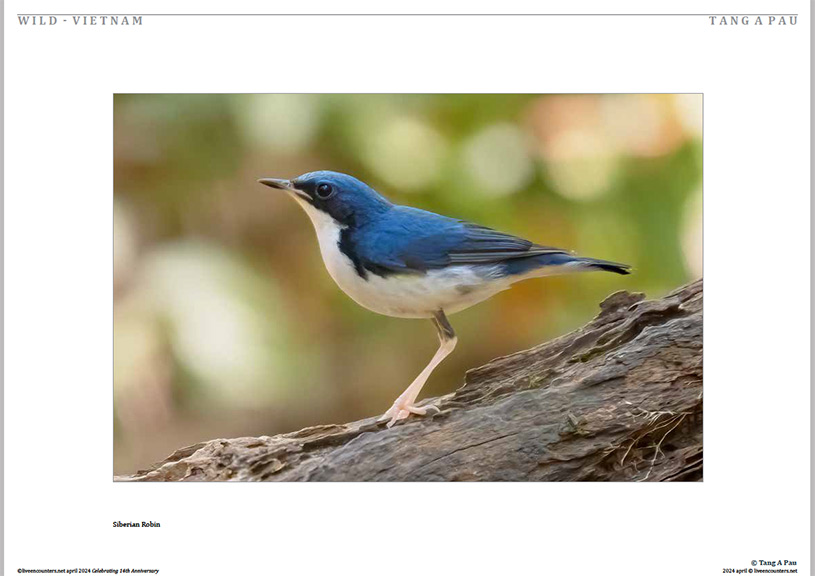 05 Tang Pau LE Mag April 2024