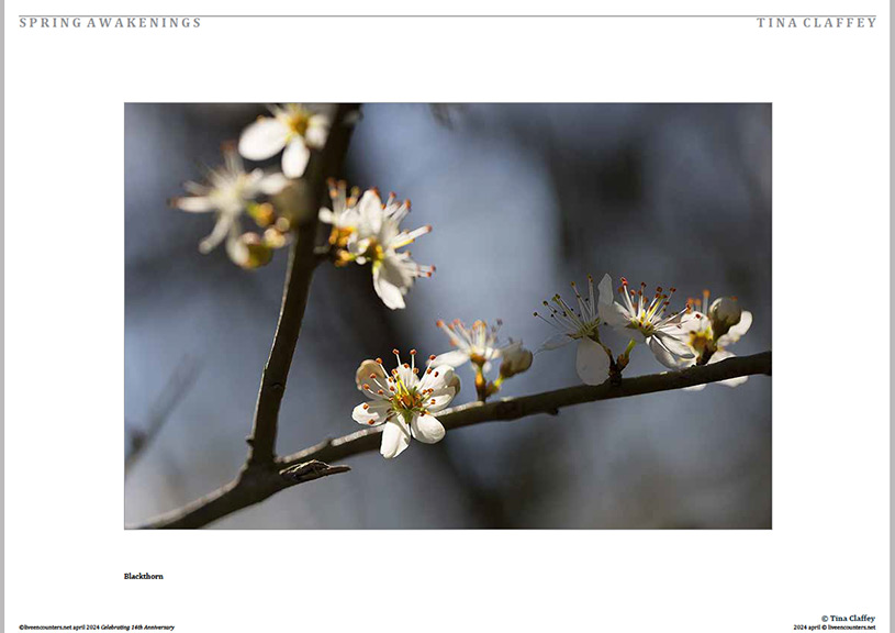 06 Claffey LE Mag April 2024