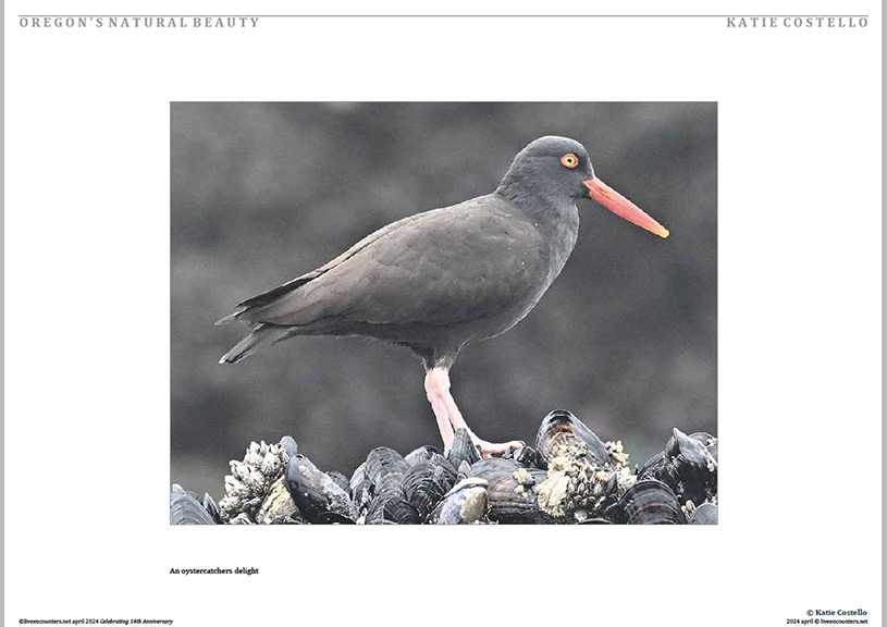 06 Costello LE Mag April 2024