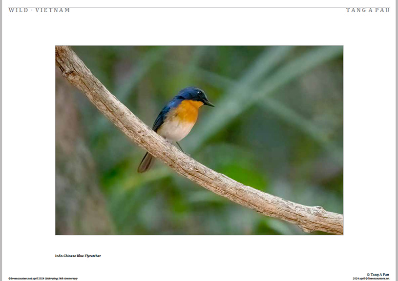 07 Tang Pau LE Mag April 2024